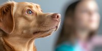 Brown mixed breed dog with blue eyes looking up attentively in profile view against blurred background, showing loyalty and companionship in natural lighting.