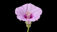 Lavender morning glory flower with stem and bud, isolated on transparent background, ready for stickers, t-shirt design, print on demand, and sublimation projects.