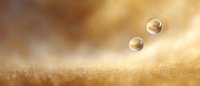 Transparent water drops floating above golden glittering surface in soft focus. Macro photography with bokeh effect and warm tones creates dreamy atmosphere.