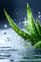 Fresh aloe vera leaves with water splash and droplets on dark background, dramatic lighting highlights natural moisture and healing properties for skincare concept.