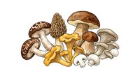 Assorted edible mushrooms including porcini, morel, chanterelle and button varieties isolated on white background for culinary and food design use.