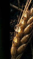 Ripe wheat grain heads with water droplets against dark background, suitable for agriculture, harvest, and food industry concepts.