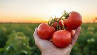 Fresh ripe red tomatoes held in farmer's hand at sunset in agricultural field. Organic harvest concept for healthy eating and farm produce marketing.