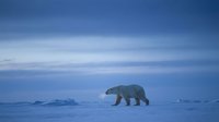 Polar bear walking across frozen Arctic landscape under dramatic blue twilight sky with ice formations in remote wilderness habitat.