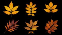 Autumn leaves collection in golden and russet tones, isolated on transparent background. Six leaf designs ready for t-shirt printing, clipart, stickers, sublimation, and print-on-demand projects.