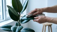 Hands gently caring for rubber plant leaves, wiping dust from glossy green foliage in bright indoor setting for houseplant maintenance and gardening care.