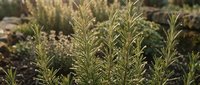 Fresh rosemary herbs growing in garden with natural sunlight. Aromatic culinary plants for cooking, seasoning and Mediterranean cuisine applications.