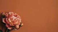 Pink peony with buds on a warm terracotta background, minimal composition with copy space for text or design use.