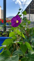 Vibrant purple morning glory flower blooming among green heart-shaped leaves on balcony garden, natural sunlight illuminates petals against blue sky background.