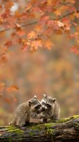 Two adorable baby raccoons cuddling together on mossy log during vibrant autumn season with colorful fall foliage creating warm bokeh background.