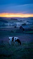 Dairy cow grazing in misty countryside at dawn with rustic barn and rolling hills under dramatic purple orange sky for agricultural farming concepts.
