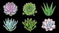 Succulent plants collection featuring six isolated varieties in soft watercolor style, ready for clipart, t-shirt design, stickers, sublimation, and print-on-demand projects on transparent background.