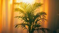 Silhouette of elegant palm plant against warm glowing curtains creating peaceful atmosphere with golden sunlight and dramatic shadows.
