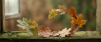 Autumn maple leaves dancing in gentle breeze on wooden windowsill, seasonal home decor concept with warm golden light filtering through glass panes.