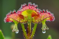Macro shot of sundew plant with glistening dew drops on red tentacles. Carnivorous Drosera showing sticky digestive enzymes on its leaves against green background.
