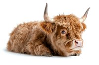 Young Highland cow with fluffy brown fur and long horns lying down on white background, isolated studio portrait showing distinctive facial features and gentle expression.