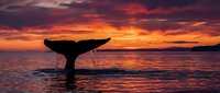 Whale tail silhouette emerging from ocean waters during dramatic sunset with vibrant orange and purple sky colors reflecting on water surface.