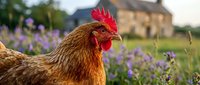 Brown hen with red comb in purple wildflower meadow near rustic farmhouse. Free-range poultry farming, countryside agriculture, organic livestock concept.