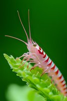 Macro close-up of transparent marine shrimp with red stripes on green aquatic plant against blurred background for nature and underwater life concepts.