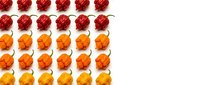 Colorful autumn maple leaves arranged in organized rows on white background creating seasonal pattern for fall decorating and craft projects.