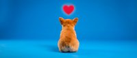 Orange tabby cat sitting with back turned showing fluffy tail and red heart floating above on bright blue background for pet love concepts.