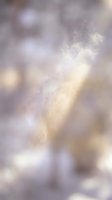 Soft blurred abstract background with warm golden and purple tones creating dreamy bokeh effect for elegant design projects and presentations.