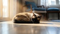 Tabby cat resting on polished floor in sunlit living room with modern furniture and window light, suitable for home decor and pet lifestyle content.