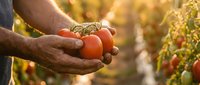 Farmer hands holding fresh ripe red tomatoes in organic vegetable garden during golden hour harvest time with warm sunlight filtering through plants.