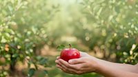 Red apple held in hand at orchard during harvest season with blurred green foliage background, suitable for agriculture, farming, and food production marketing.
