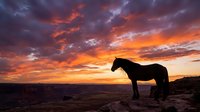 Horse silhouette against dramatic sunset sky with vibrant orange and purple clouds over desert landscape creating peaceful wilderness scene.