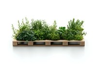 Fresh aromatic herbs growing in wooden pallet planter isolated on white background, sustainable gardening solution for urban farming and home decor.