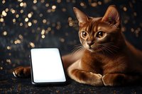 Abyssinian cat lying near blank white screen tablet on dark background with bokeh lights, mockup for digital device presentation or pet app.