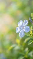 Delicate blue flower with morning dew drops on petals blooming in soft focus garden setting with natural green bokeh background for spring themes.