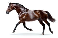 Majestic bay horse in full gallop on white background, muscular body with glossy coat showing dynamic movement and power, isolated for design projects.