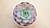 Succulent plant with pink and green rosette leaves in white ceramic pot, overhead view on neutral background, isolated for design use.