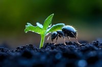Black ant exploring near small green seedling sprouting from dark soil against blurred natural background, macro photography showing nature lifecycle.
