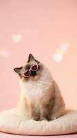 Adorable ragdoll cat wearing heart-shaped sunglasses sitting on pink cushion with romantic hearts floating in soft pink background for love themes.