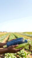 Farmer holding blue corn cob in hand over agricultural field rows during harvest season for farming, agriculture, and crop production concepts.