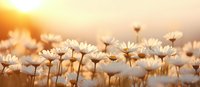 White daisies blooming in meadow at golden sunset, soft focus panoramic nature background with delicate flowers in warm sunlight glow.