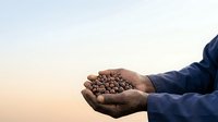 Farmer holding handful of harvested legume beans at sunset, agricultural produce in hands during golden hour.