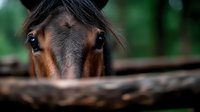 Close-up portrait of brown horse eyes and face behind wooden fence, showing curiosity and gentle nature against blurred green background. Artistic animal photography.