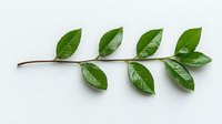 Fresh green leaves on brown stem isolated on white background, natural botanical element for design projects and eco-friendly concepts.