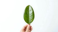 Hand holding fresh green leaf against white background for eco-friendly design concepts and natural wellness themes.