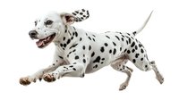 Playful Dalmatian dog running and jumping with spotted coat on white background, isolated cutout for creative design projects and advertising compositions.