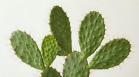 Isolated green prickly pear cactus plant with multiple oval paddle-shaped stems covered in spines against white background, suitable for design projects and botanical illustrations.