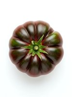 Dark heirloom tomato with deep burgundy and green striped skin, isolated on white background. Fresh produce for cooking, recipe development, and food styling projects.