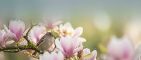 Small songbird perched on blooming magnolia branch with pink flowers against soft blurred background. Spring nature scene with delicate blossoms and wildlife.