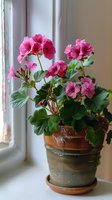 Pink geranium plant blooming in terracotta pot on windowsill, soft natural lighting highlights delicate petals and lush green foliage against white window frame.