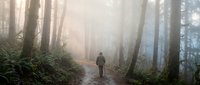 Solitary hiker walking on misty forest trail surrounded by tall trees and ferns in atmospheric morning light creating peaceful outdoor adventure scene.