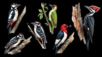Colorful woodpecker bird collection isolated on transparent background, ready for clipart, stickers, t-shirt design, print on demand, and sublimation projects.